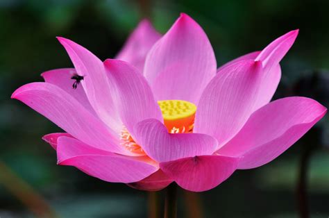 Lotus Asia.